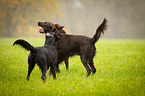 Flat Coated Retriever