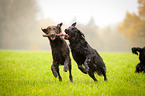 Flat Coated Retriever plays with stick