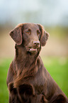 Flat Coated Retriever Portrait