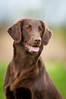 Flat Coated Retriever Portrait