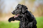 Flat Coated Retriever Portrait
