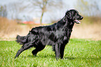 standing Flat Coated Retriever