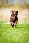 running Flat Coated Retriever