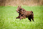 running Flat Coated Retriever