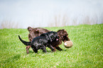 Flat Coated Retriever fetches Ball