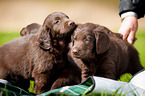 Flat Coated Retriever