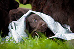 Flat Coated Retriever