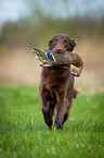 Flat Coated Retriever on duck hunting