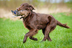 running Flat Coated Retriever