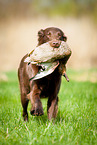 Flat Coated Retriever on duck hunting