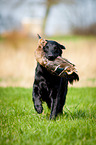 Flat Coated Retriever on duck hunting