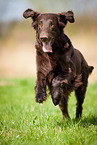 running Flat Coated Retriever