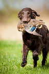 Flat Coated Retriever on duck hunting