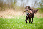 Flat Coated Retriever on duck hunting