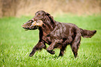 Flat Coated Retriever on duck hunting