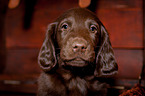Flat Coated Retriever Puppy in crate