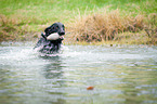 Flat Coated Retriever retrieves duck dummy