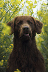 Flat Coated Retriever Portrait