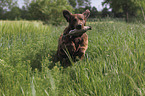 retrieving Flat Coated Retriever