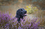 young Flat Coated Retriever