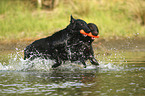 running Flat Coated Retriever