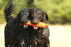 Flat Coated Retriever