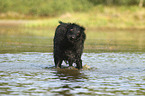 standing Flat Coated Retriever