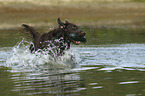 running Flat Coated Retriever