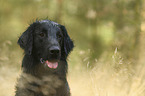Flat Coated Retriever portrait