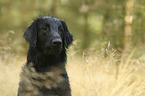 Flat Coated Retriever portrait