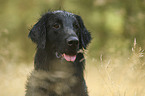 Flat Coated Retriever portrait