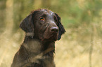 Flat Coated Retriever portrait