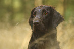 Flat Coated Retriever portrait