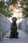 black Flat Coated Retriever