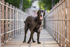 black Flat Coated Retriever