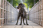 black Flat Coated Retriever