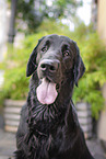 black Flat Coated Retriever