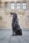 black Flat Coated Retriever