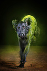 Flat Coated Retriever with holi powder