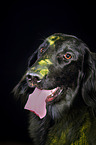 Flat Coated Retriever with holi powder