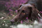 male Flat Coated Retriever