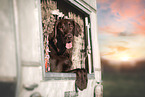 male Flat Coated Retriever