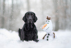 male Flat Coated Retriever
