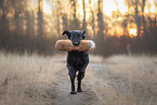 female Flat Coated Retriever