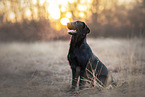 female Flat Coated Retriever