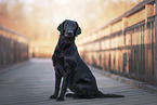 female Flat Coated Retriever