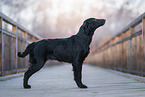 female Flat Coated Retriever