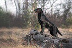 female Flat Coated Retriever