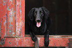 female Flat Coated Retriever