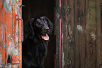 female Flat Coated Retriever